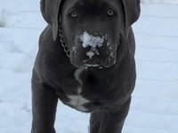 BLUE MAVİ GÖZ CANE CORSO YAVRULAR