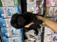 Maltipoo dişi erkek bebeklerimiz