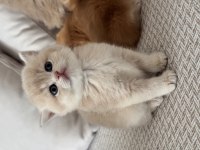 Show kalite golden british shorthair yavrular