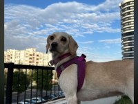 Köpeğimiz 2 kere terk edildi ömürlük yuvasını olun