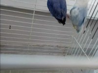 Daha önce yavru alınmış sevda papağanı