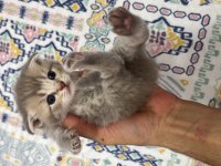 Scottish Fold Yavrular Sahibini Bekliyor