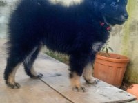 Mama Hakkı Alınarak Verilecek Köpeğimiz