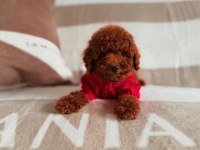 Toy Poodle Yavru Önce Canlı Görün