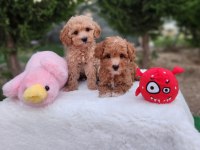 Aşılı Mikroçipli Pasaportlu Maltipoo Yavrularımız