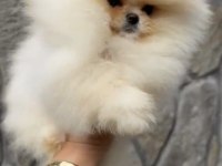 MUHTEŞEM KALİTE ORİJİNAL IRK POMERANİAN BOO DİŞİ