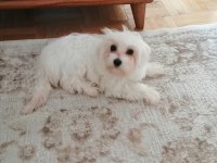 4 aylık sıfır malta terrier dişi