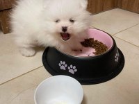 Pomeranian boo teddy