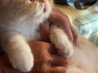Exotic shorthair Oğlumuza Yuva Arıyoruz | Redpoint