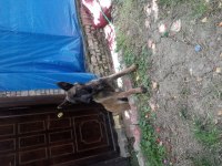 9 aylık safkan dişi belçika malinois