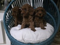 Kore babadan red toy poodle minnaklar