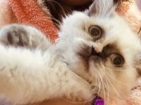 4 aylık dişi Himalayan exotic yavrumuz