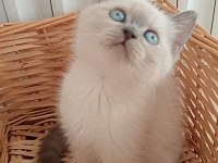 Mavi gözlü blue point british shorthair yavrular