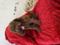 DİŞİ YETİŞKİN DARK POODLE KIZIMIZ