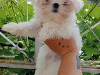 4 aylık erkek yavrular maltese