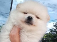 Pomeranian ve bi poodle