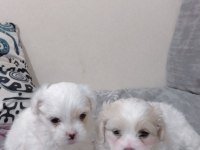 maltese terrier