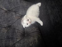 Çanakkale Merkezde Scottish Fold