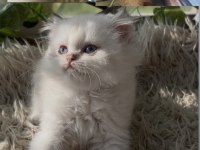 British longhair ny12 ve ny1133 (golden point)