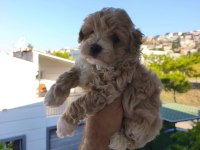 Maltipoo cinsi yavrularımız