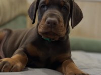 Izin Belgeli Üretim Çiftliğinden Doberman Kapıda Öde