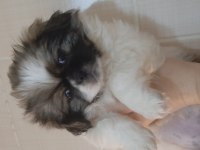 Pekinez yavru köpeğimiz imperial cinsi