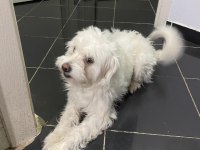 2 yaşına az kaldı köpeğimiz