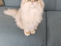 Show Kalite Orange British Longhair Ny12