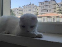 Acil uyguna kar beyazı pamuk scottish fold