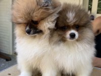 Saf kan Pomeranian boo dişi party color