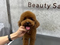 Toy poodöe yavrularımız yeni yuvalarını arıyor.