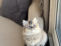 GÜZEL BEBEĞİM SAFKAN A KALİTE BRİTİSH LONGHAİR YAVRU