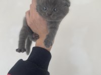 Ayı kafa scottish fold yavrular