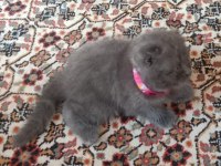 Scottish fold iki aylık kuru mama geçti kum eğitimi tam