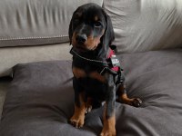 Çiftliğin efsane doberman yavruları kapıda ödemeli