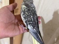 50 GÜNLÜK HARİKA SULTAN PAPAĞANI BEBEK