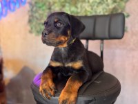 A kalite rottweiler yavrular
