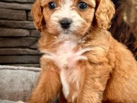 En Özel Cavapoo Yavruları Çiftlikten