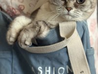Dişi British Shorthair Kedisi