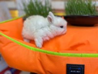 HOLLANDA LOP TAVŞANI GELMİŞTİR
