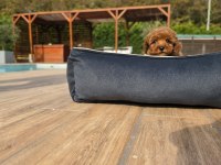 Poodle Çiftliğinden Red Brown Toy Poodle Bebeklerimiz