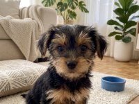 Hiç tüy dökmeyen alerji yapmayan ırk köpeğimiz