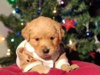 Baby face golden retriever bebekler
