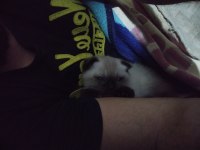 Yavru üç aylık scottish fold