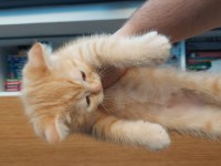 Scottish fold oğlum yeni yuvasını arıyor
