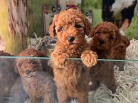 Çook Özel Pırıl Pırıl Saf Kan Kore Kan Poodle Yavrular