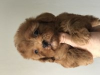 2. jenerasyon red maltipoo