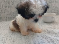 3 aylık shih tzu orjinal teacup yavru erkek
