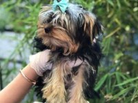 Irk ve Sağlık Garantili Yorkshire Terrier Yavrularımız
