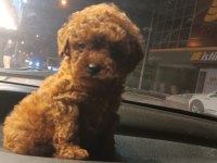 Mikro Toy Poodle